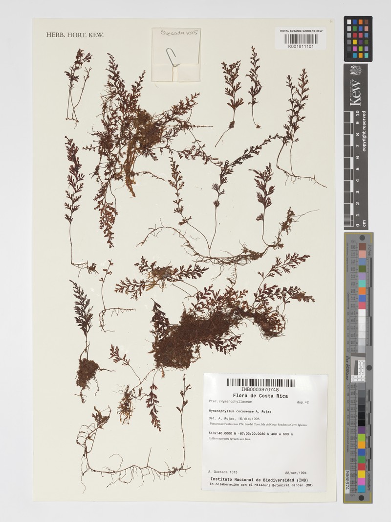 Hymenophyllum cocosense photo 2