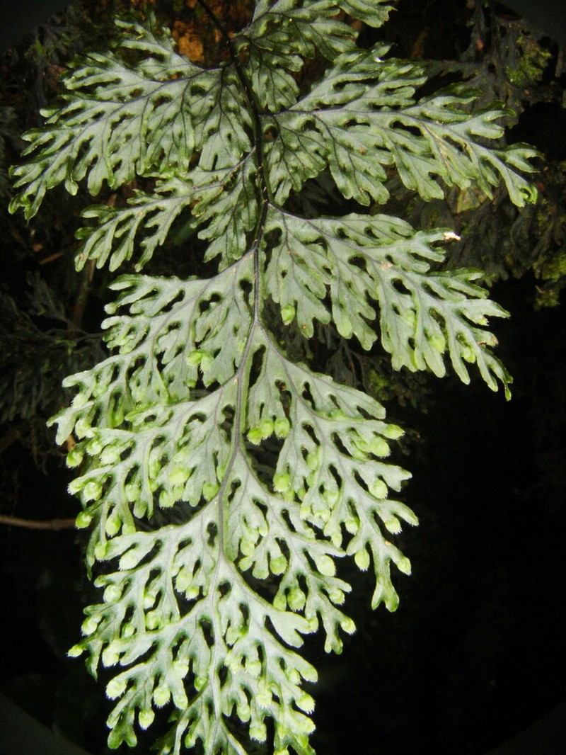 Hymenophyllum consanguineum photo 2