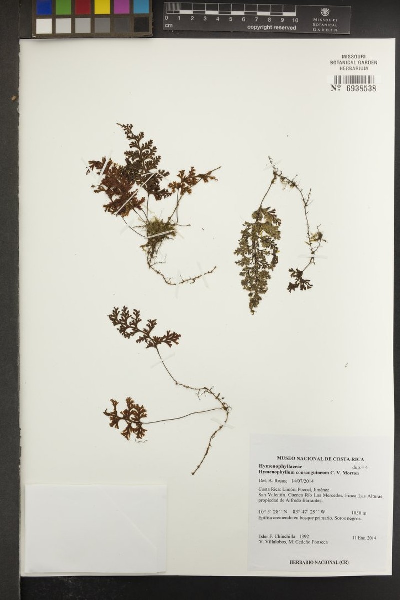 Hymenophyllum consanguineum photo 3