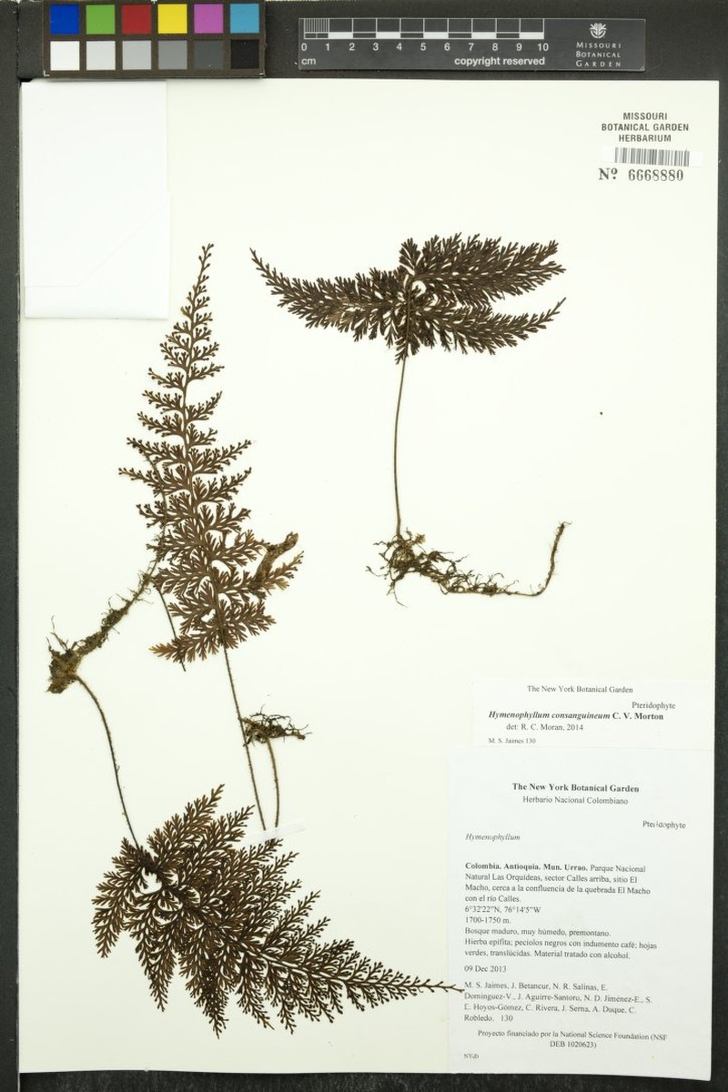 Hymenophyllum consanguineum photo 4