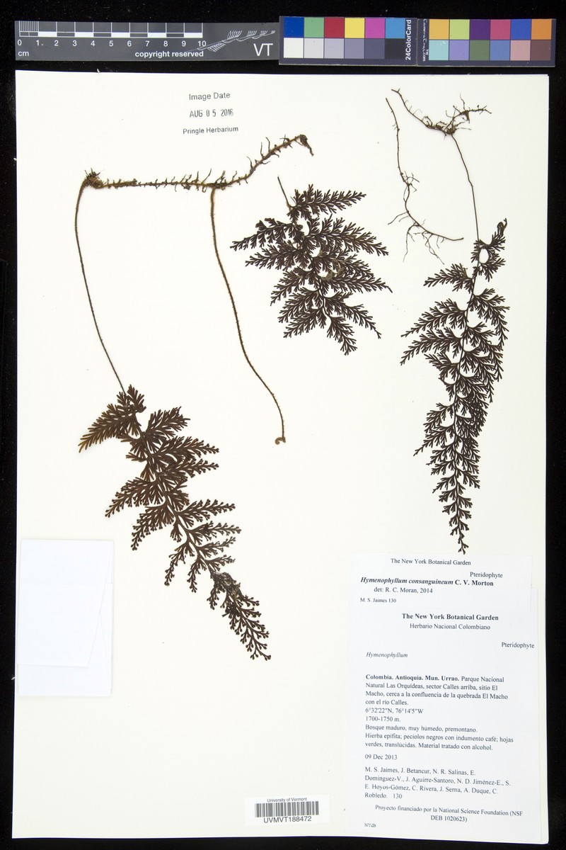 Hymenophyllum consanguineum photo 5