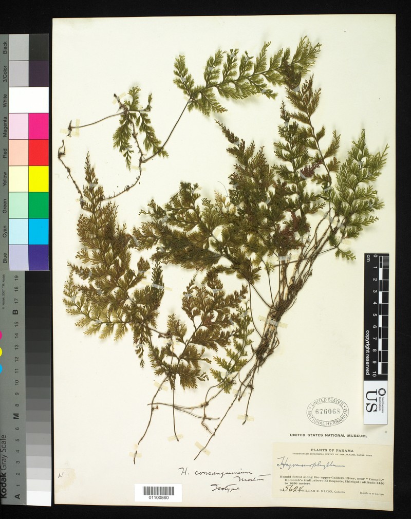 Hymenophyllum consanguineum