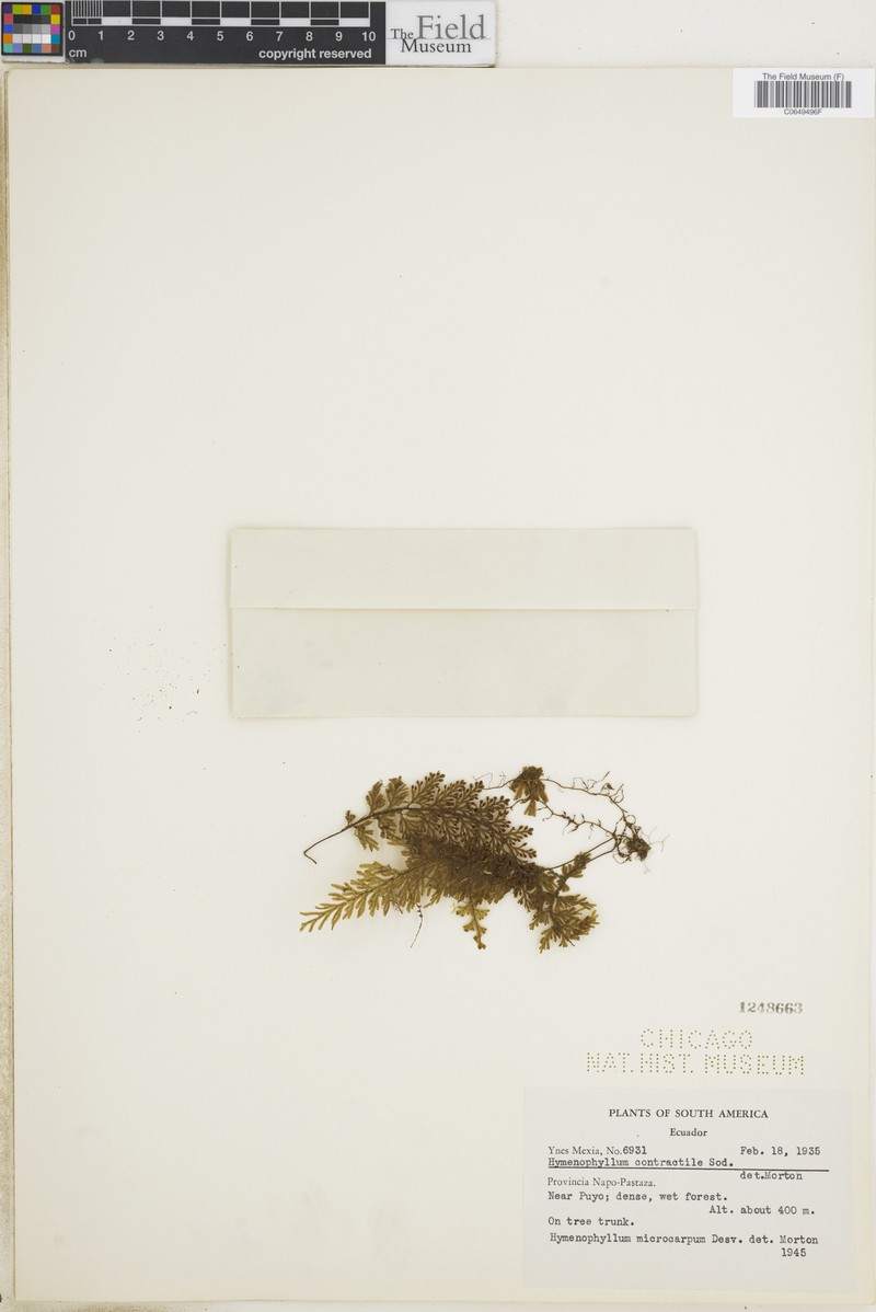 Hymenophyllum contractile
