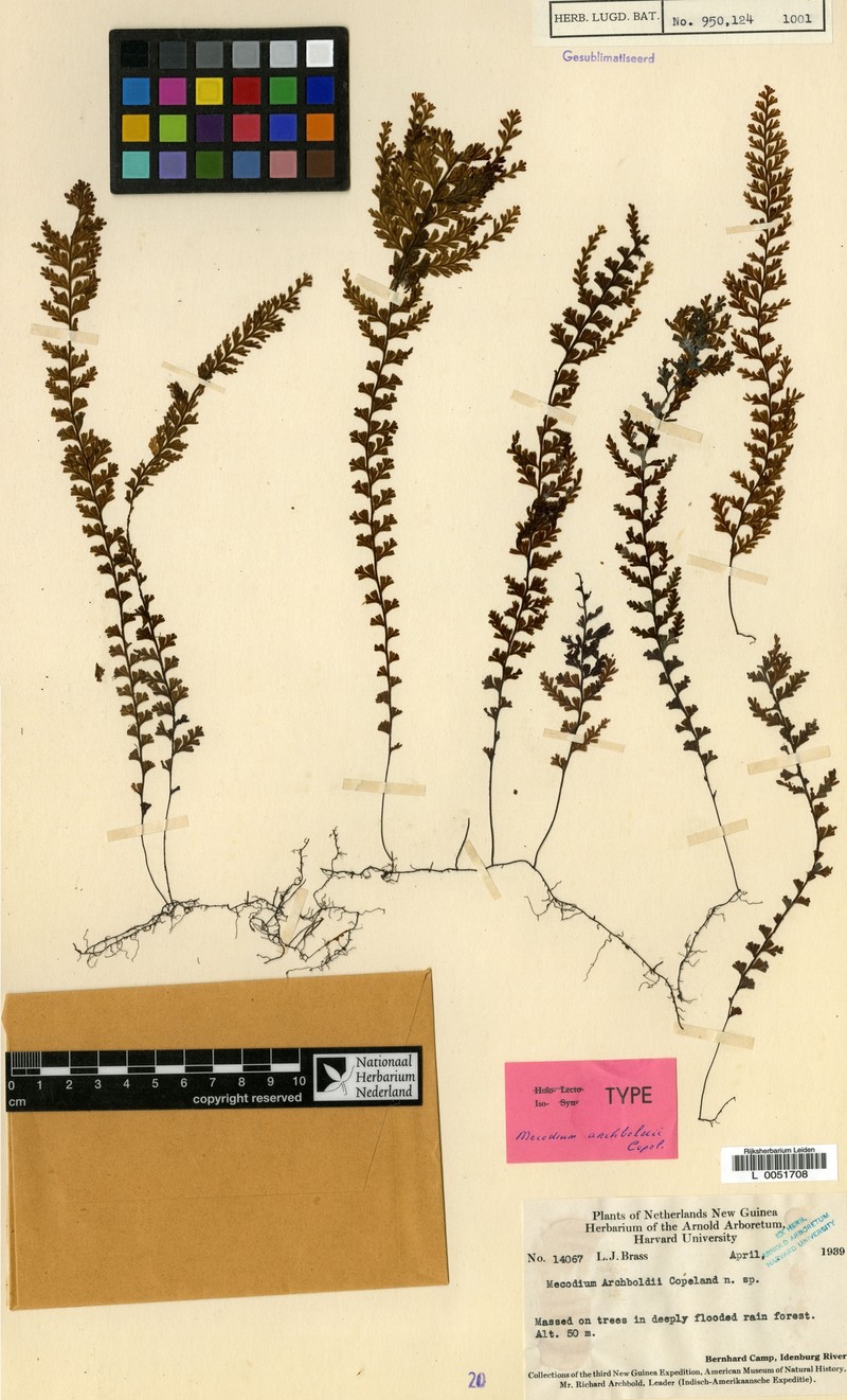 Hymenophyllum copelandii