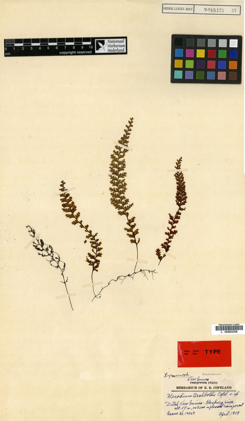 Hymenophyllum copelandii photo 2