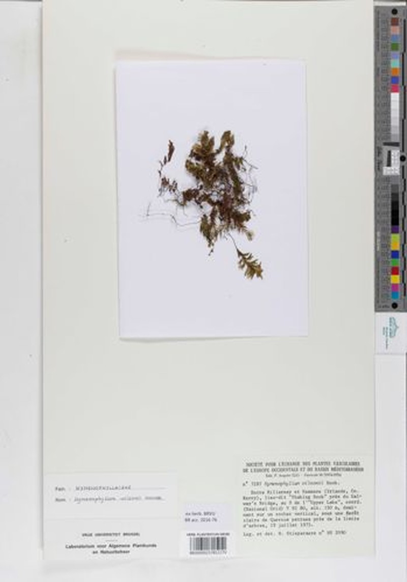 Hymenophyllum cordobense photo 5