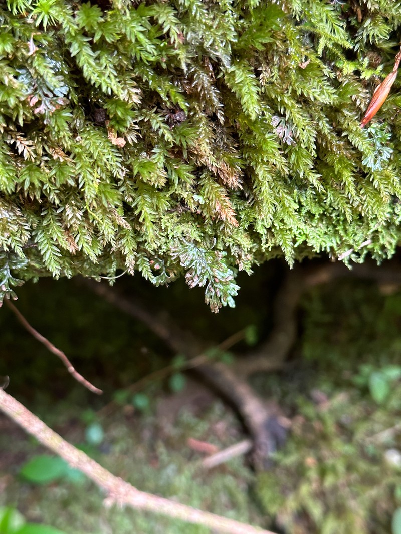 Hymenophyllum cordobense