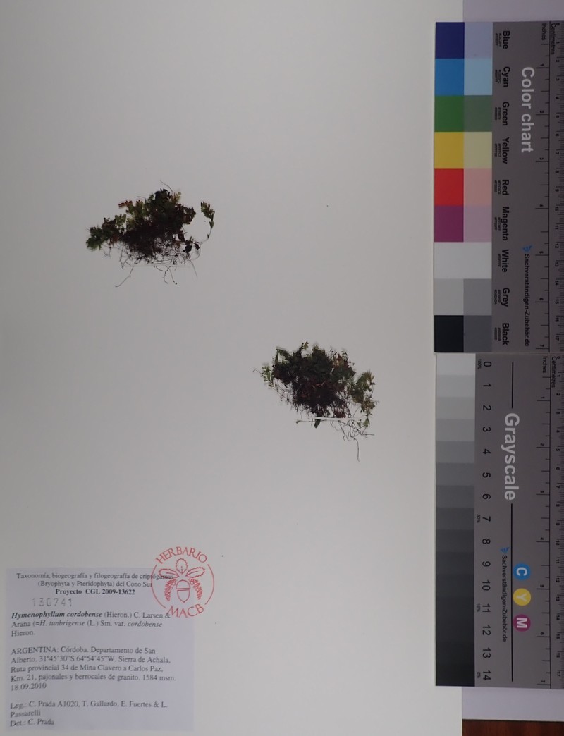 Hymenophyllum cordobense photo 3