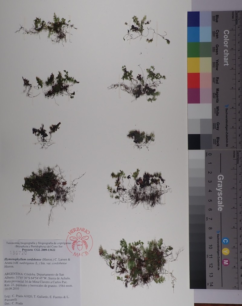 Hymenophyllum cordobense photo 4