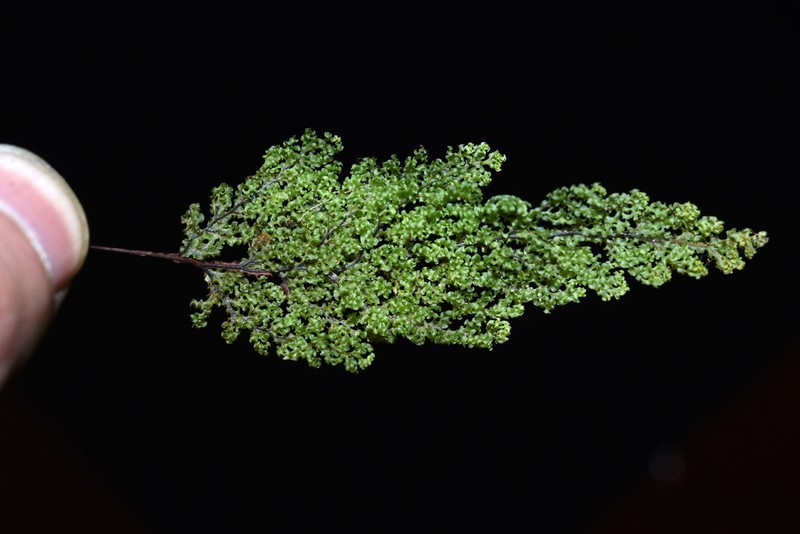 Hymenophyllum corrugatum