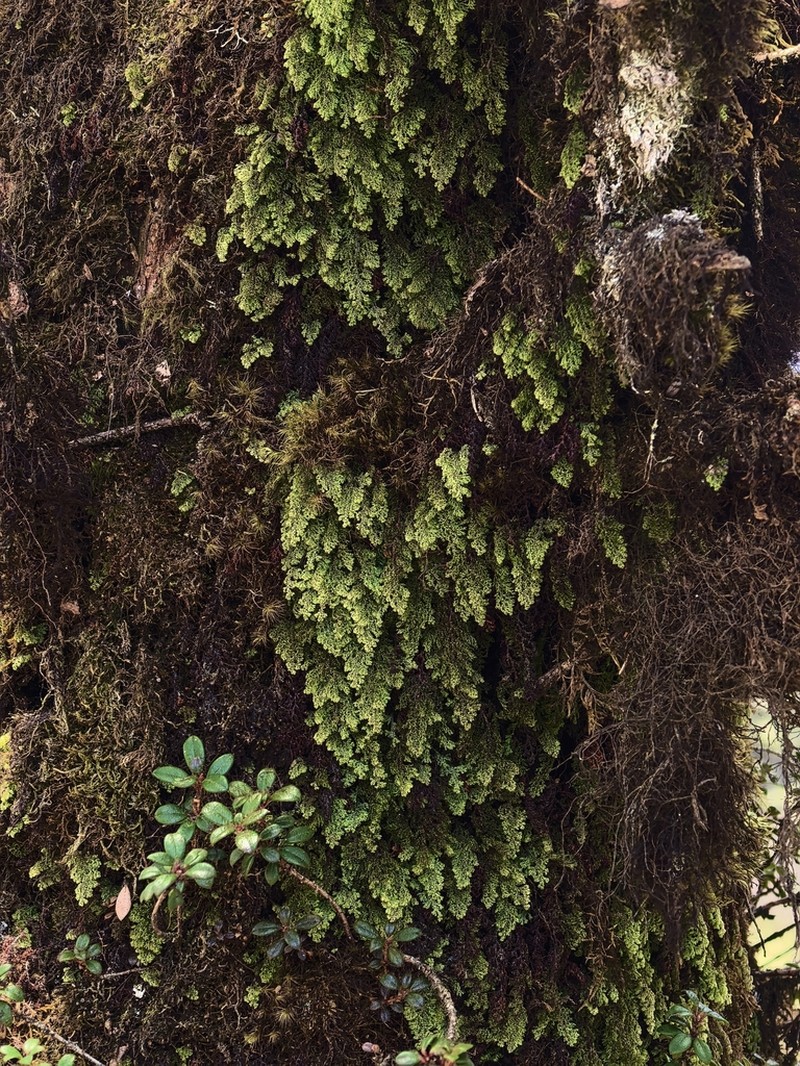 Hymenophyllum corrugatum photo 3