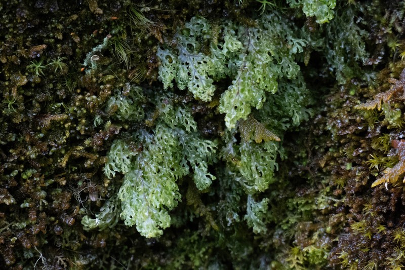Hymenophyllum corrugatum photo 4
