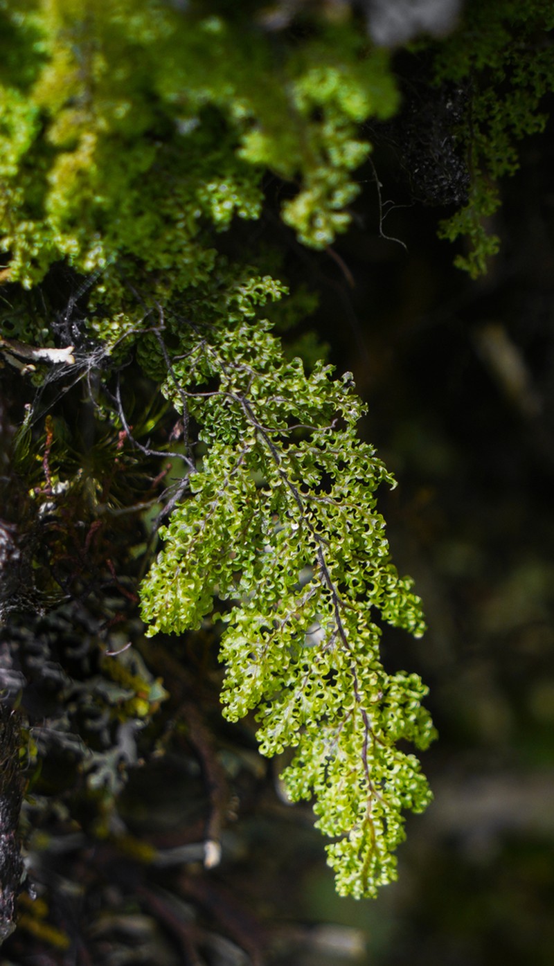 Hymenophyllum corrugatum photo 5
