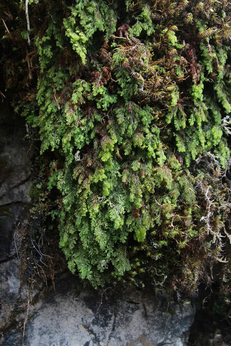 Hymenophyllum corrugatum photo 6