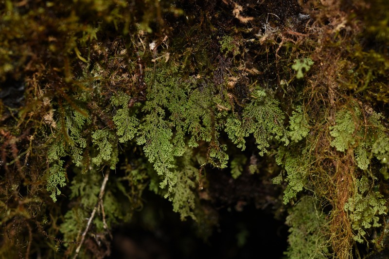Hymenophyllum corrugatum photo 7