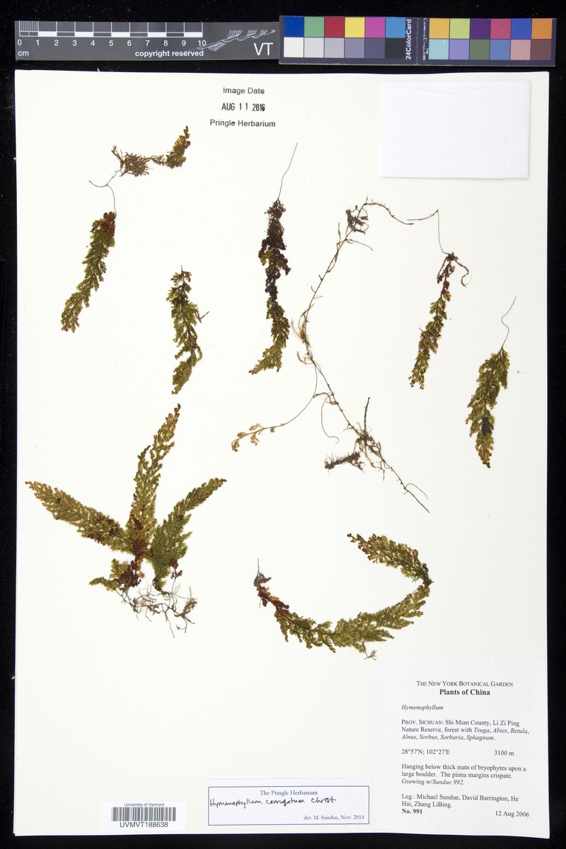 Hymenophyllum corrugatum photo 8