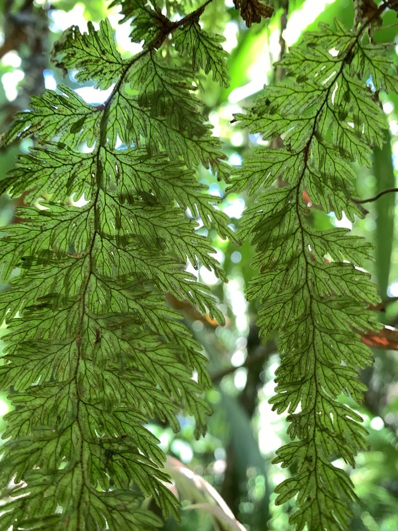 Hymenophyllum crassipetiolatum