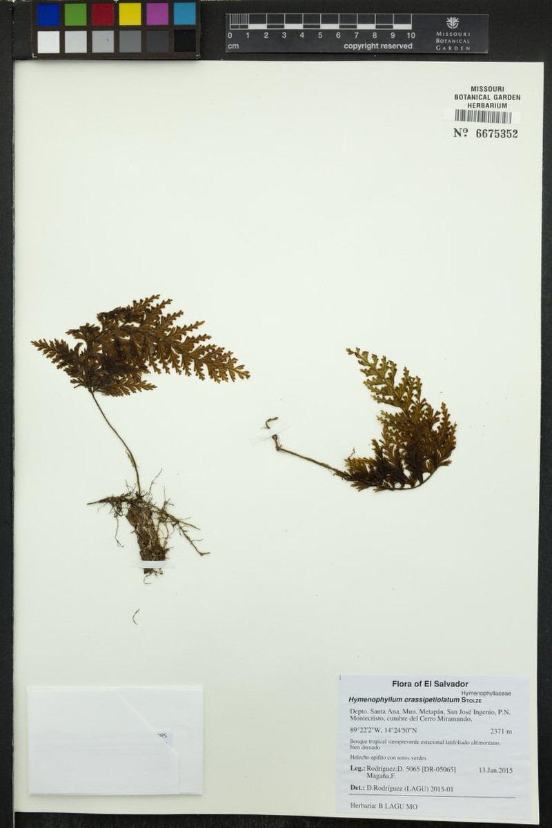Hymenophyllum crassipetiolatum photo 2