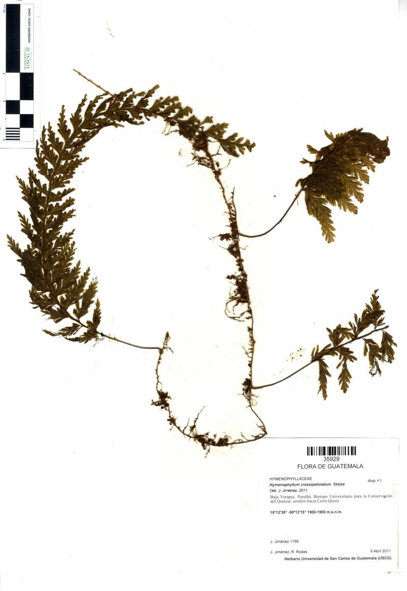 Hymenophyllum crassipetiolatum photo 3