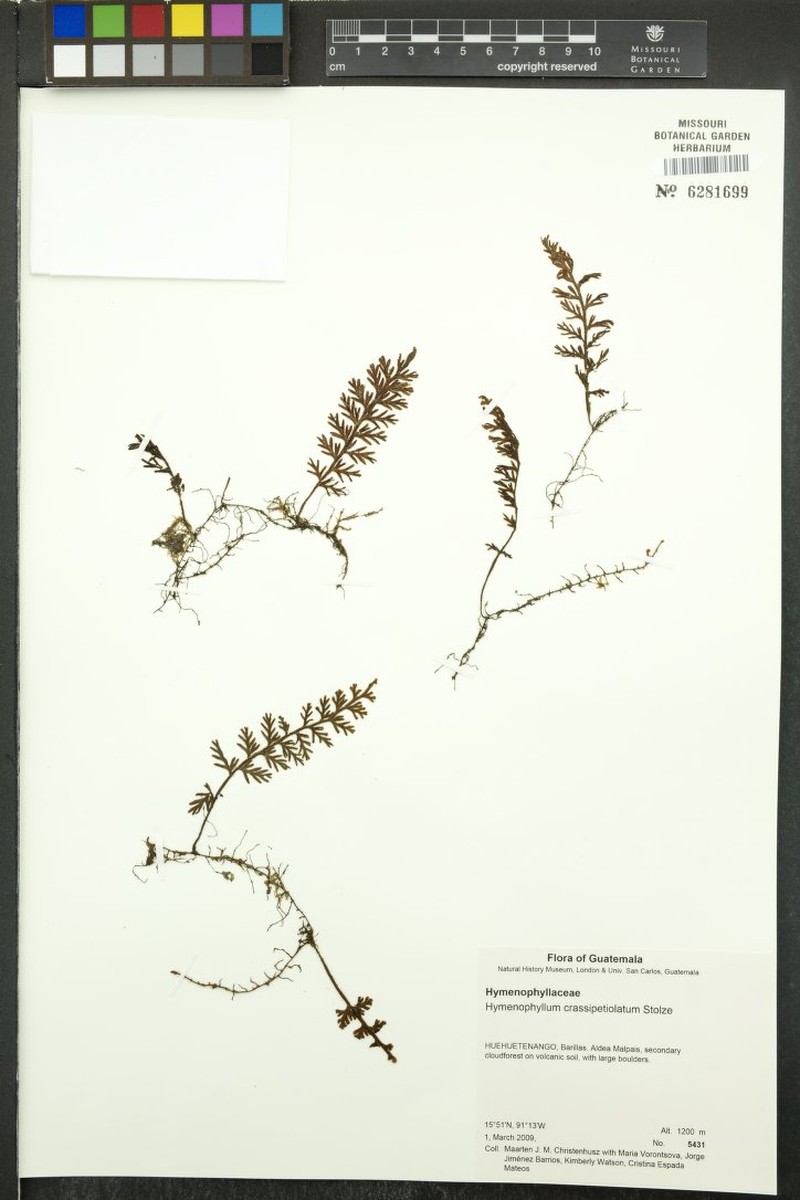 Hymenophyllum crassipetiolatum photo 4