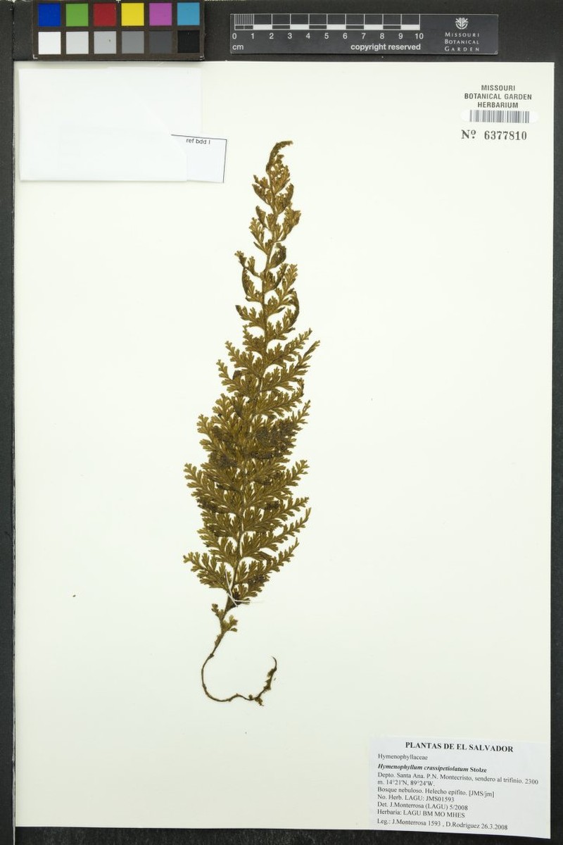 Hymenophyllum crassipetiolatum photo 5