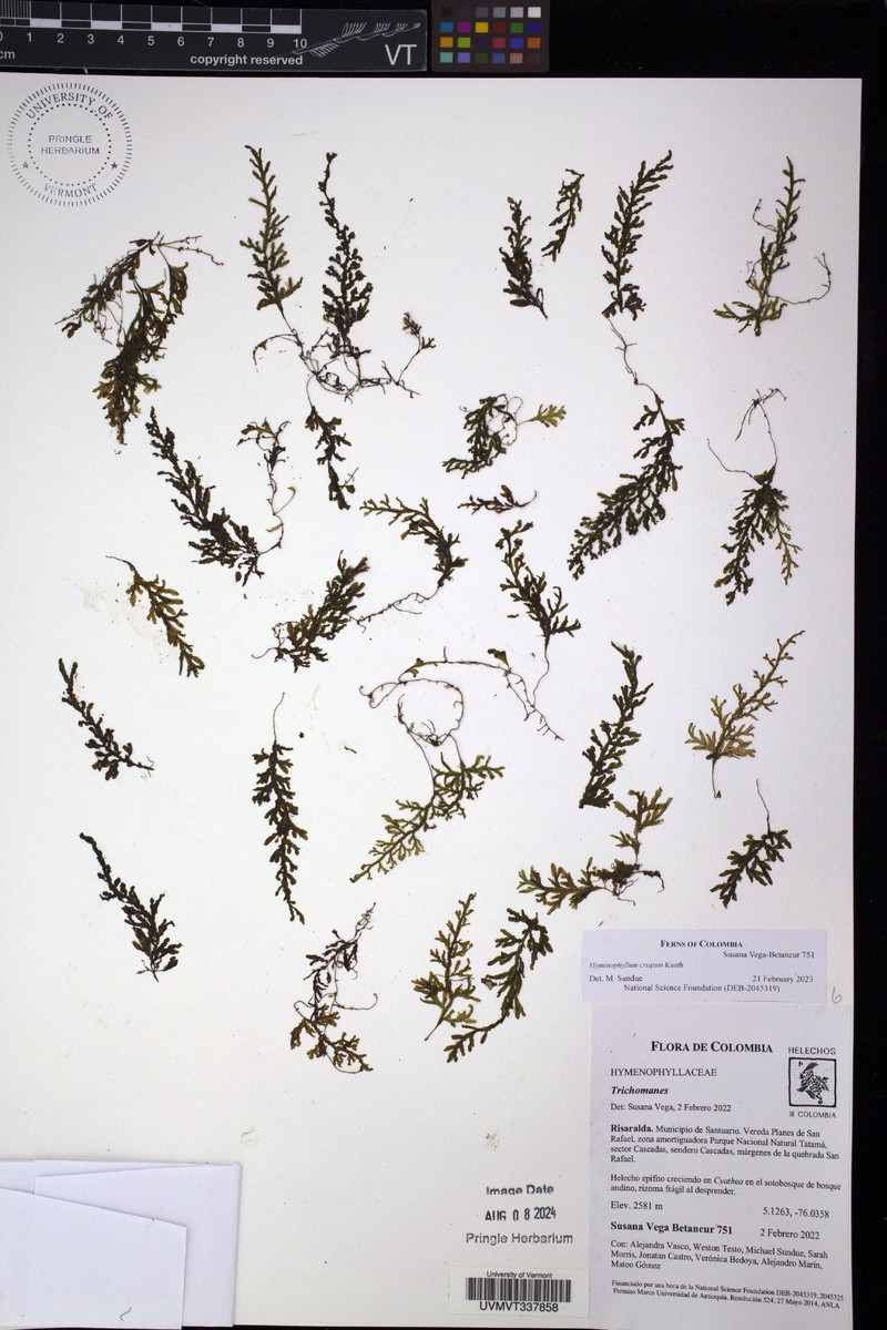 Hymenophyllum crispum