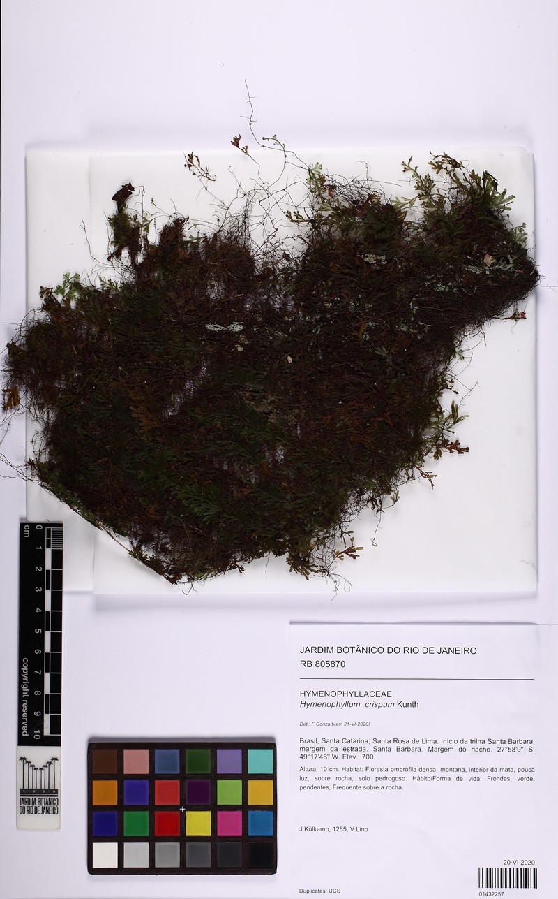 Hymenophyllum crispum photo 2