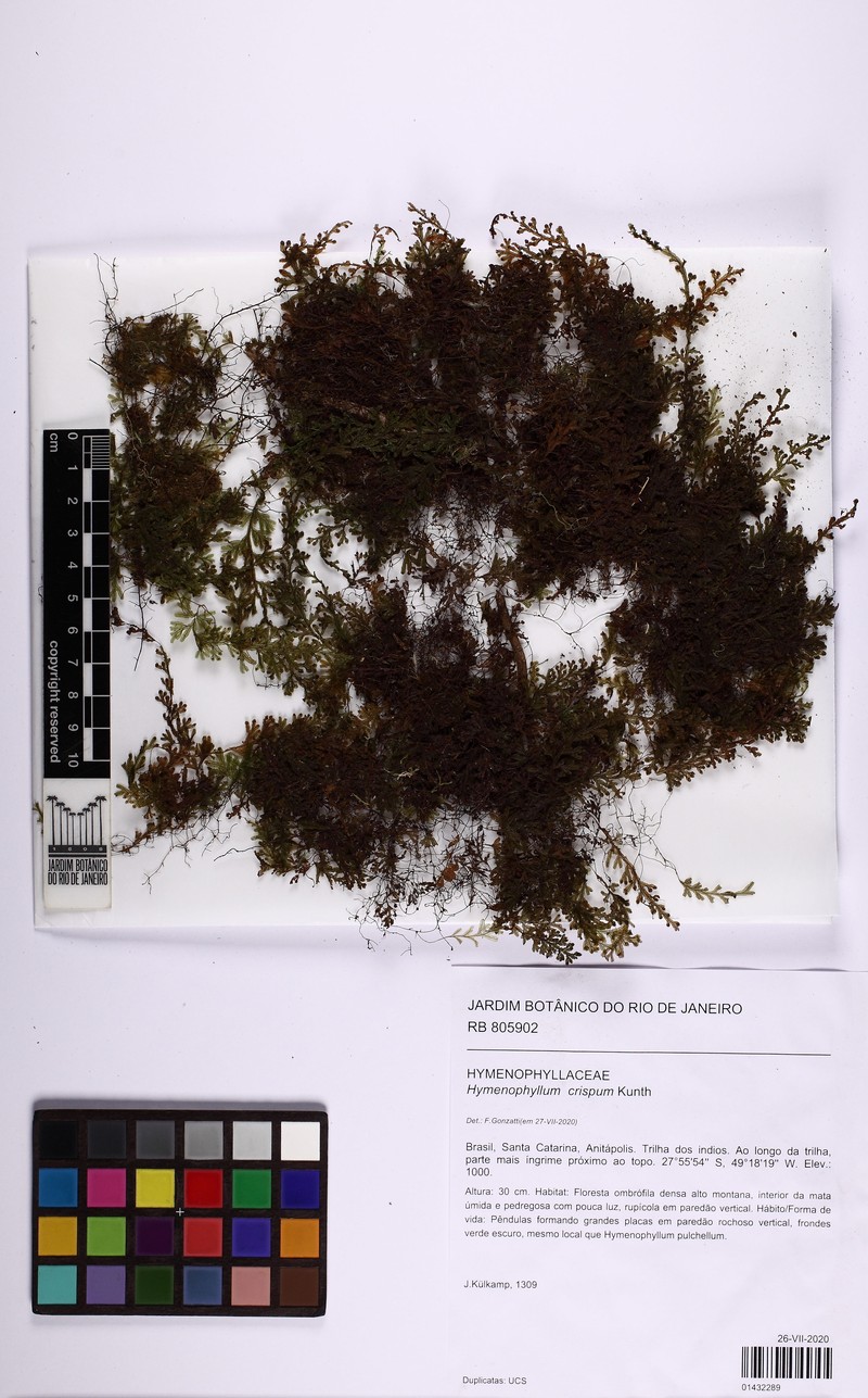 Hymenophyllum crispum photo 3