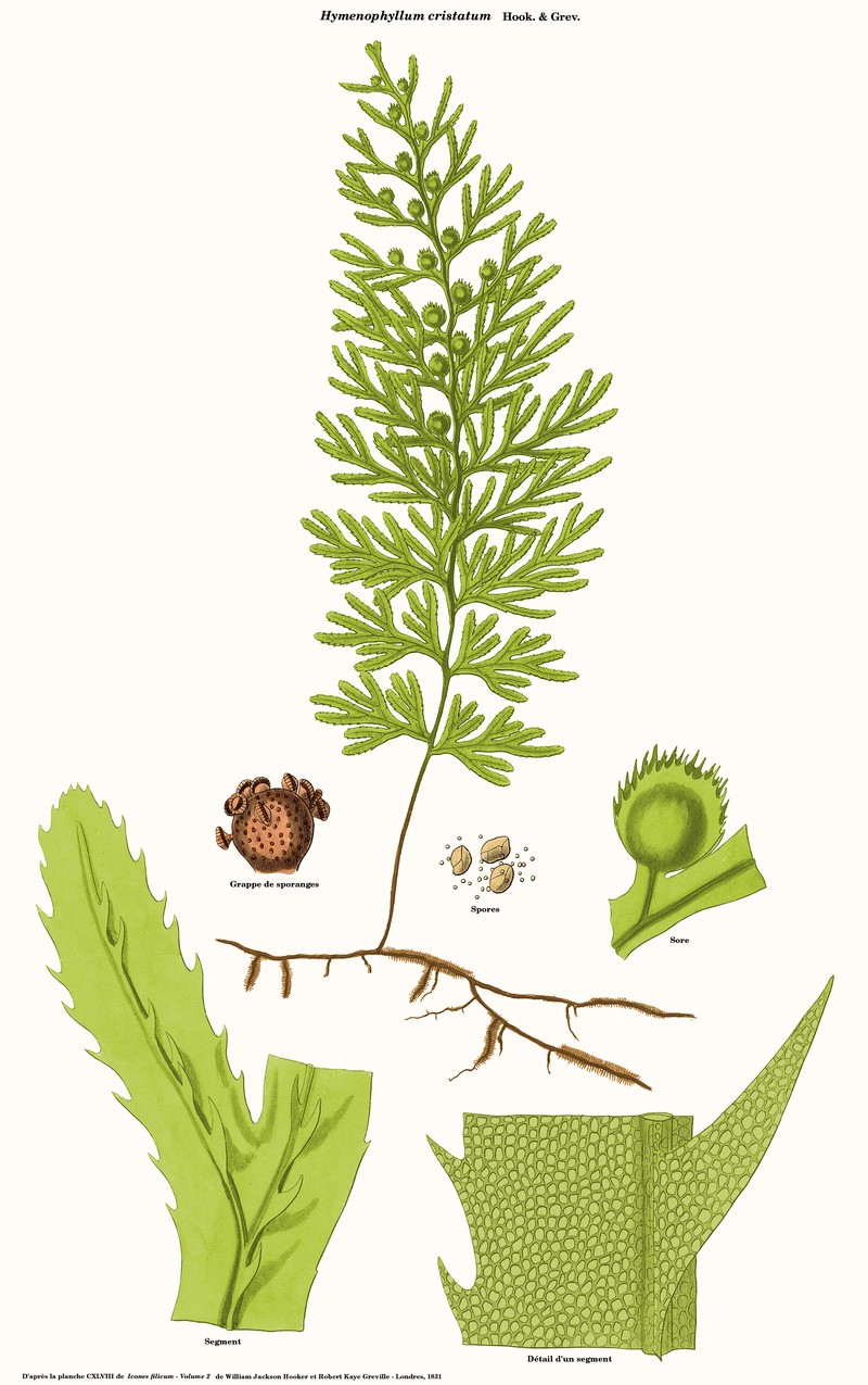 Hymenophyllum cristatum