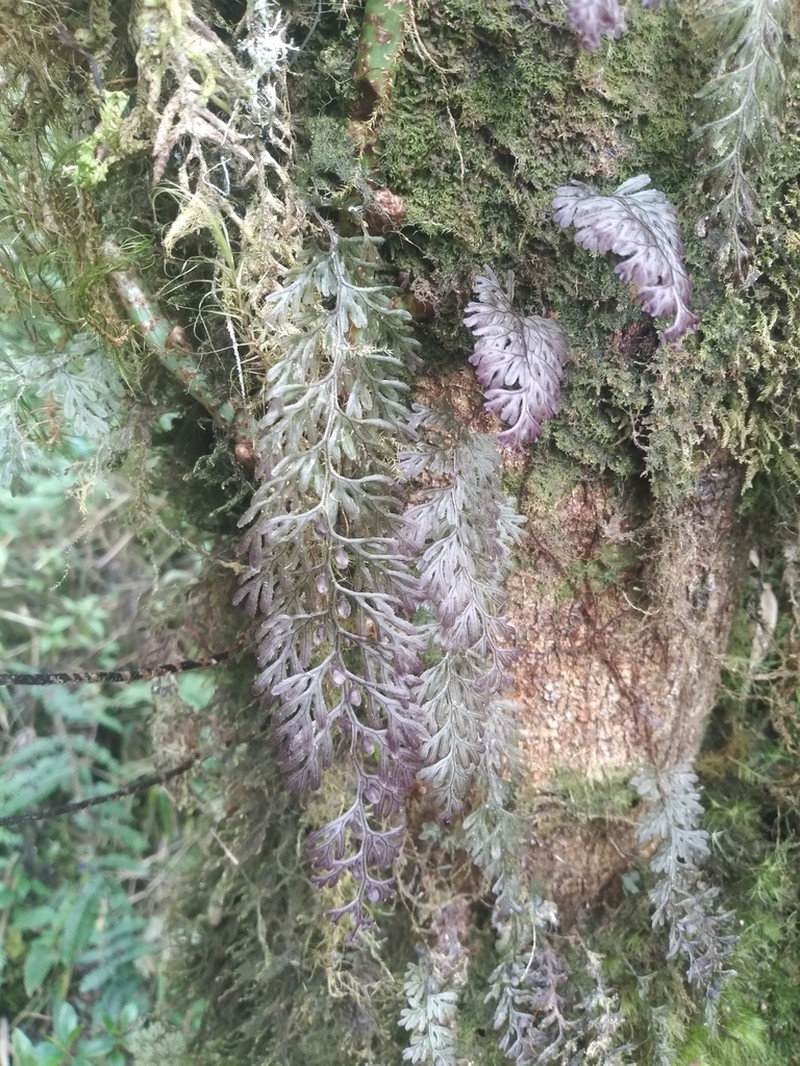 Hymenophyllum cristatum photo 2