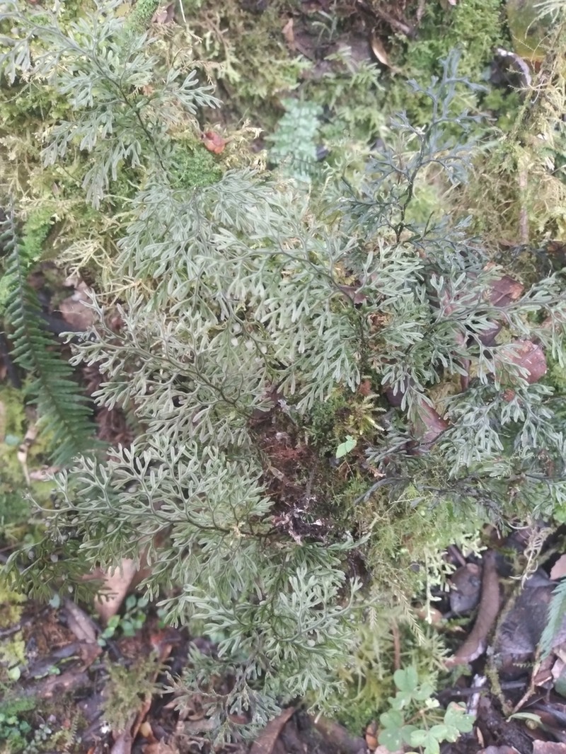 Hymenophyllum cristatum photo 3