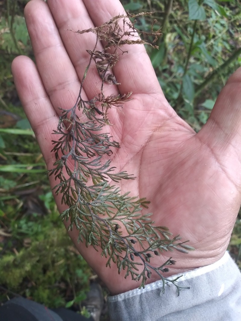 Hymenophyllum cristatum photo 4