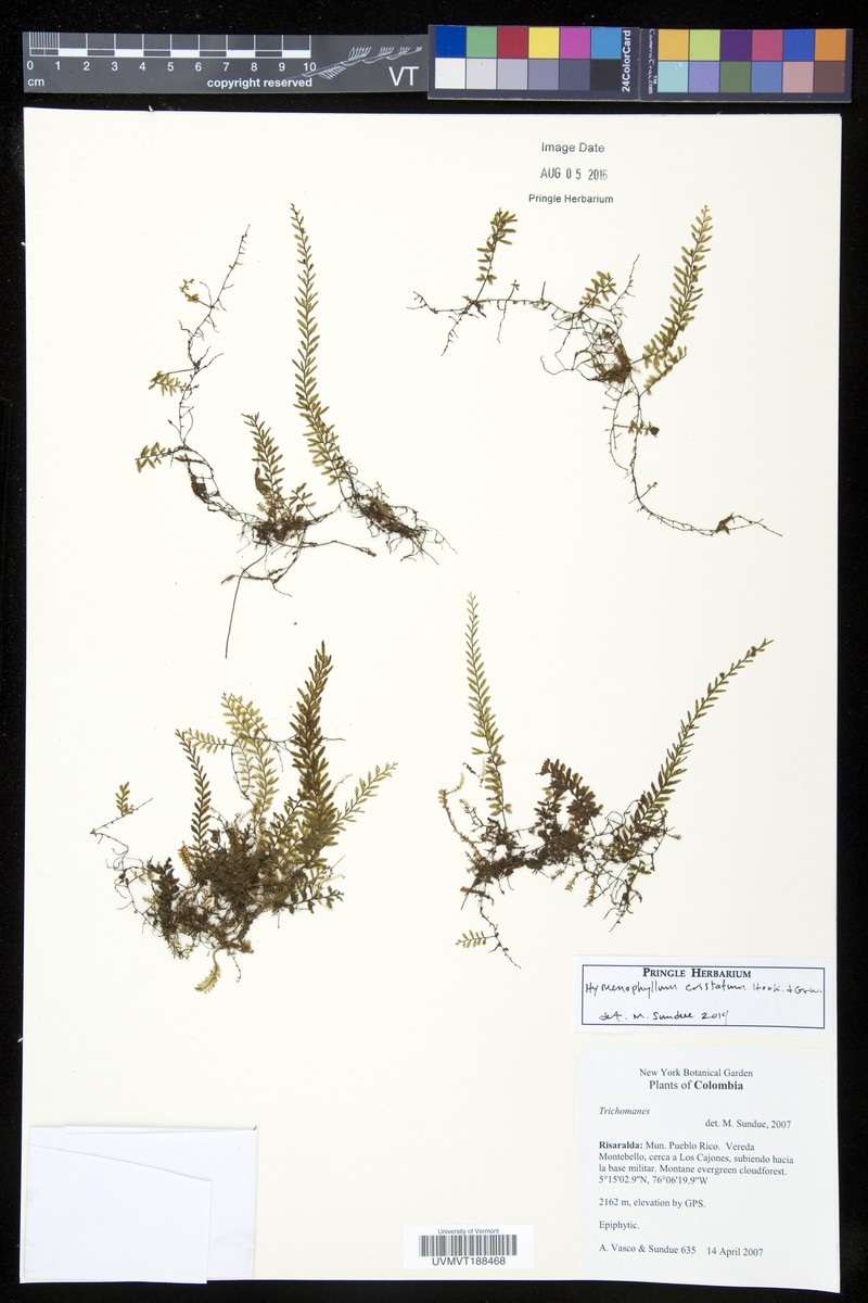 Hymenophyllum cristatum photo 5
