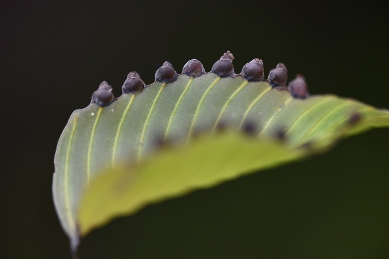 Hymenophyllum cruentum