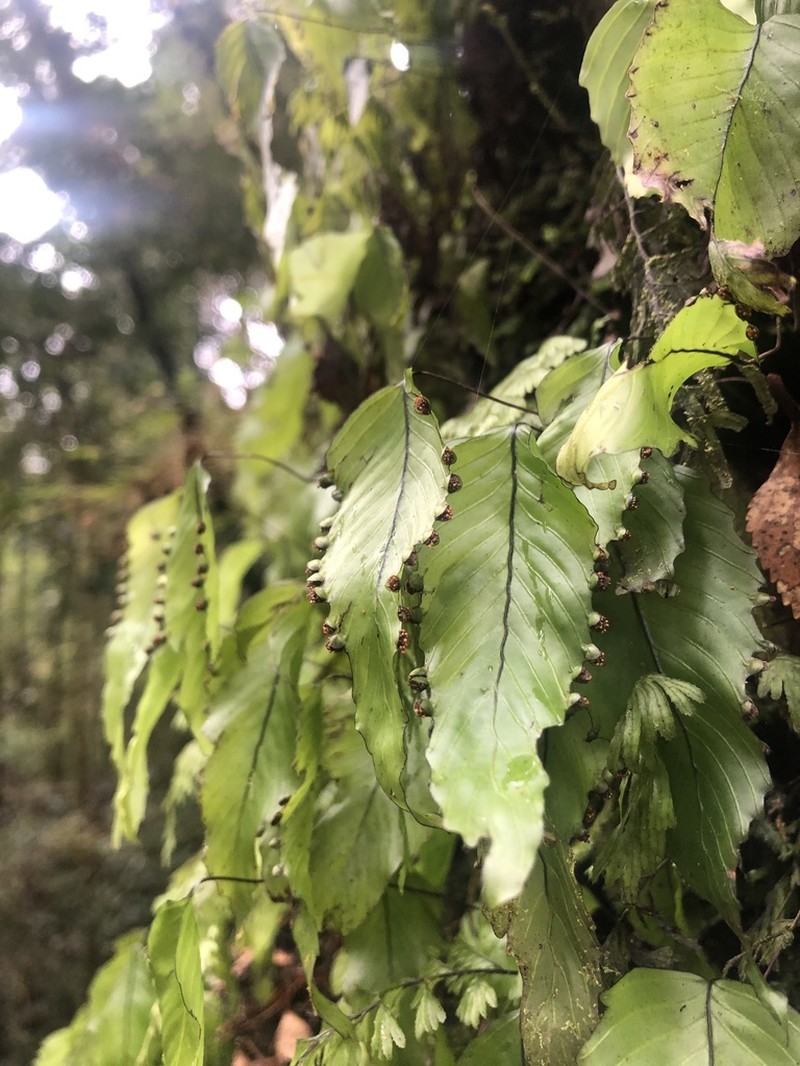 Hymenophyllum cruentum photo 2