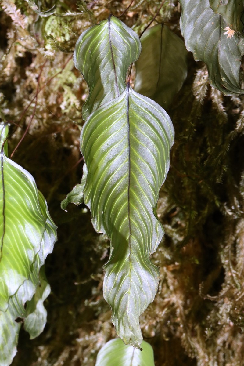 Hymenophyllum cruentum photo 3