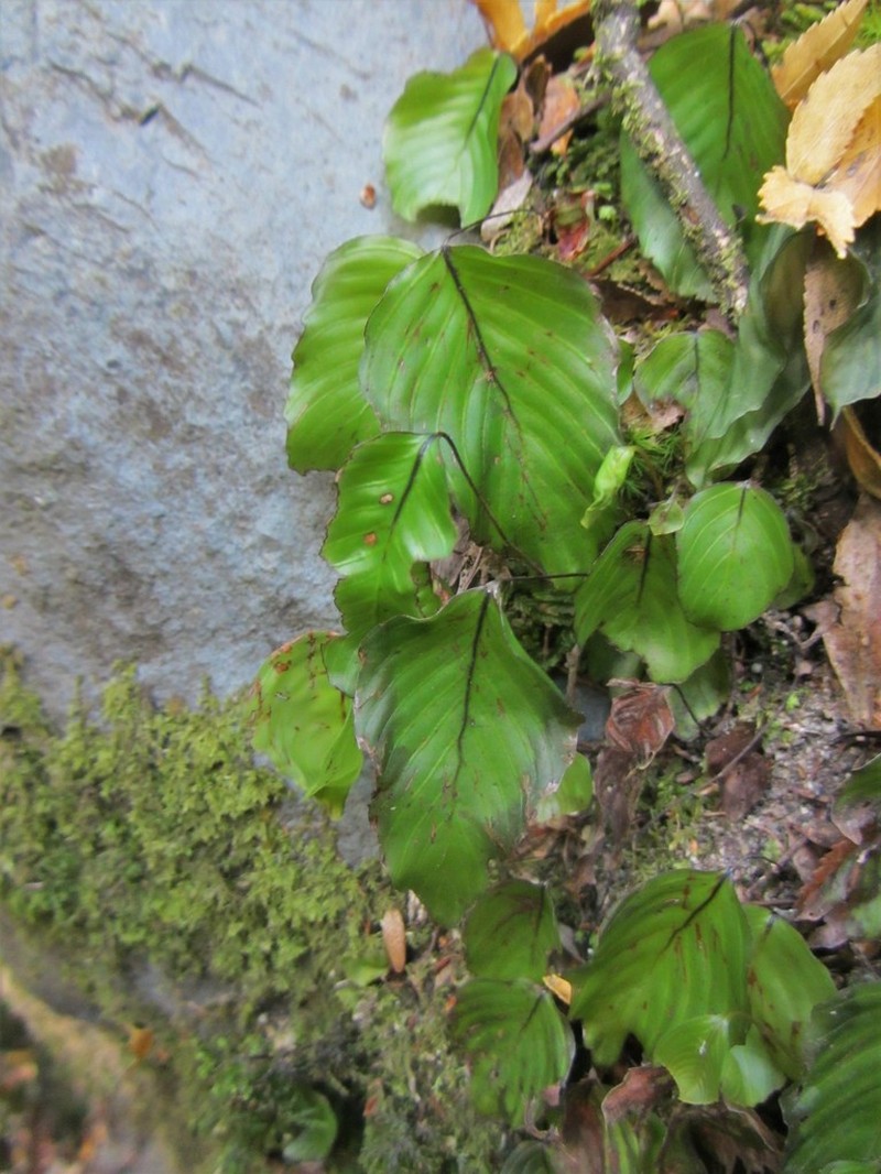 Hymenophyllum cruentum photo 4