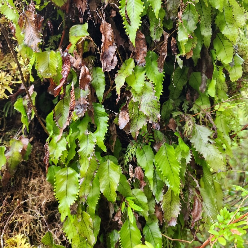 Hymenophyllum cruentum photo 5
