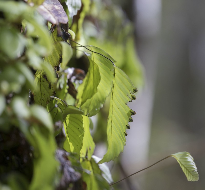 Hymenophyllum cruentum photo 6
