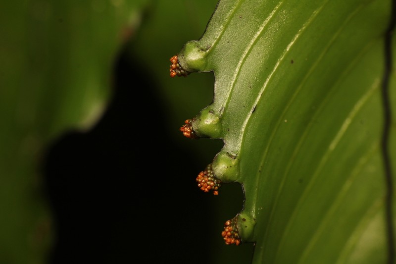 Hymenophyllum cruentum photo 7