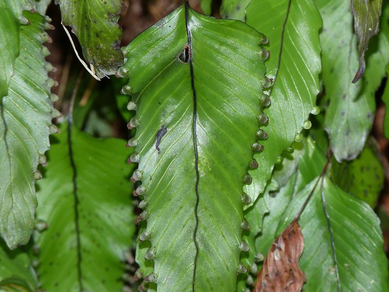 Hymenophyllum cruentum photo 8