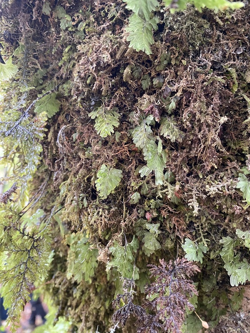 Hymenophyllum cuneatum