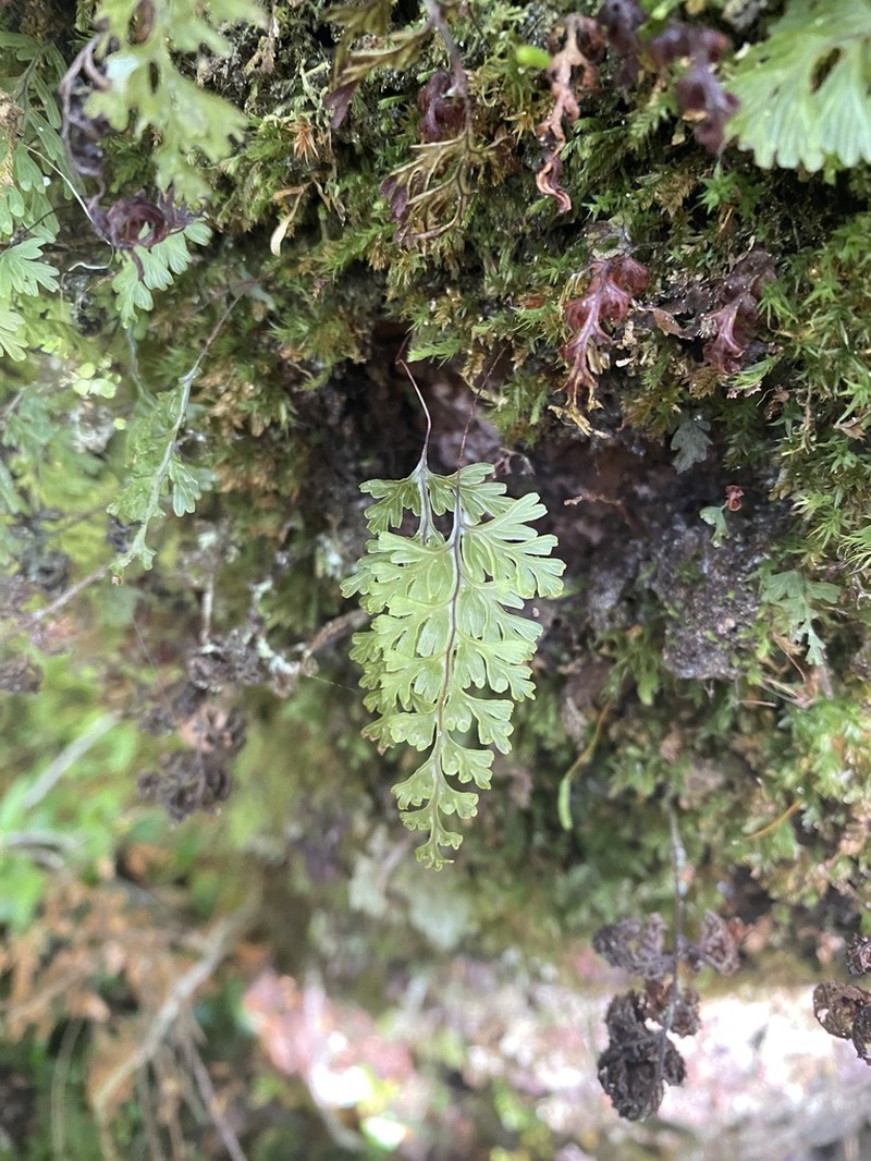 Hymenophyllum cuneatum photo 2