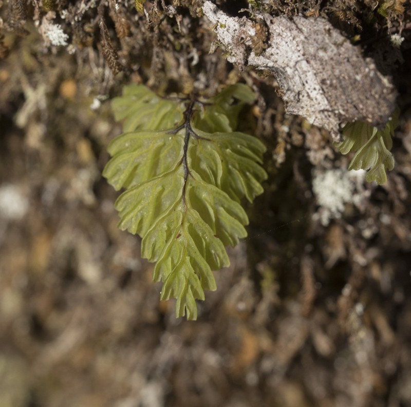 Hymenophyllum cuneatum photo 3