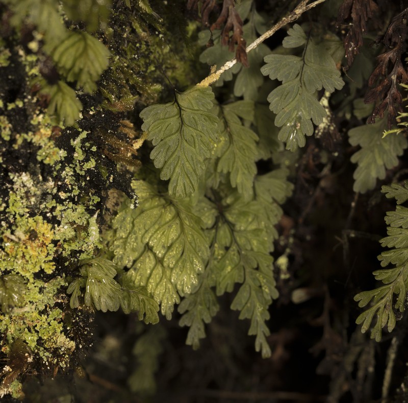 Hymenophyllum cuneatum photo 4