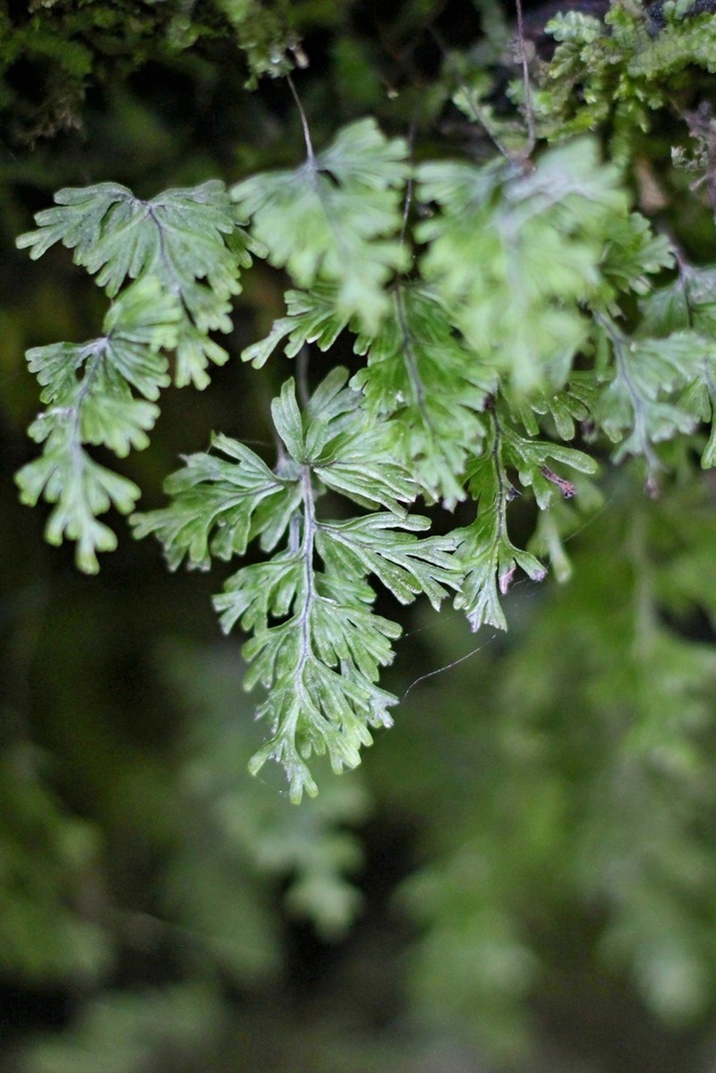 Hymenophyllum cuneatum photo 5