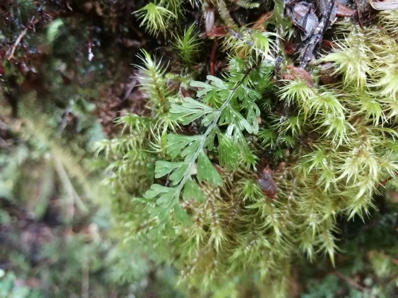 Hymenophyllum cuneatum photo 6