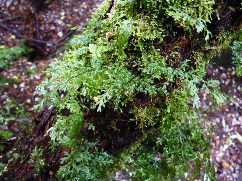 Hymenophyllum cuneatum photo 7