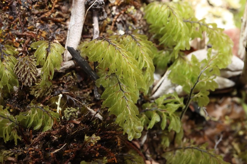 Hymenophyllum cuneatum photo 8