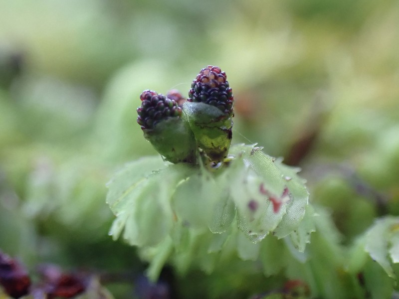 Hymenophyllum cupressiforme